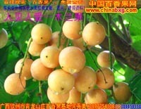 廣西農(nóng)產(chǎn)品貿(mào)易網(wǎng) - 【供應(yīng)】黑珍珠蓮霧、無核荔枝、無花果、香水檸檬苗供應(yīng)