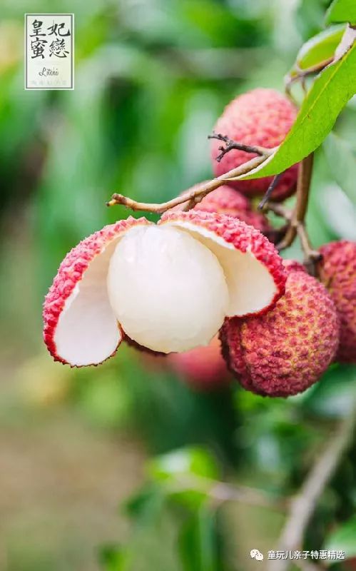 非轉(zhuǎn)基因多吃不上火,個大汁多無核荔枝