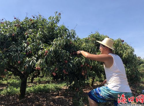 無核荔枝喜迎豐收 海口三門坡 荔枝家族 添新成員海口文明網