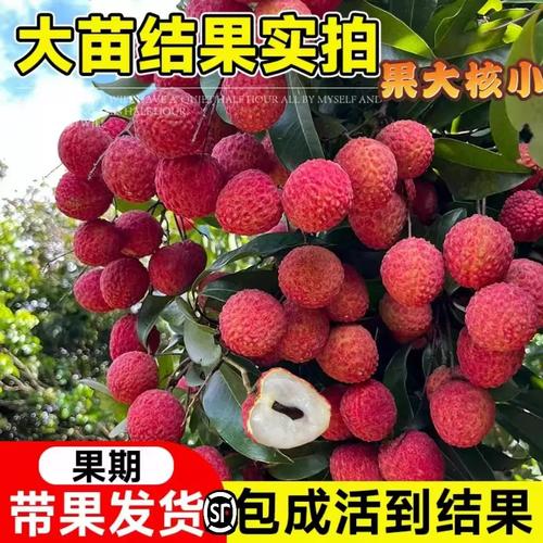 荔枝無核樹苖桂味妃子笑糯米糍果樹嫁接仙進奉嫁接果苗當年結果