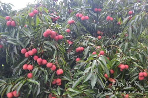 靈山縣萬(wàn)興荔枝種植合作社 廣西荔枝名果,喜迎八方客商