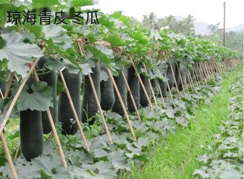 海南農(nóng)產(chǎn)品地理標(biāo)志登記保護(hù)再上新臺(tái)階