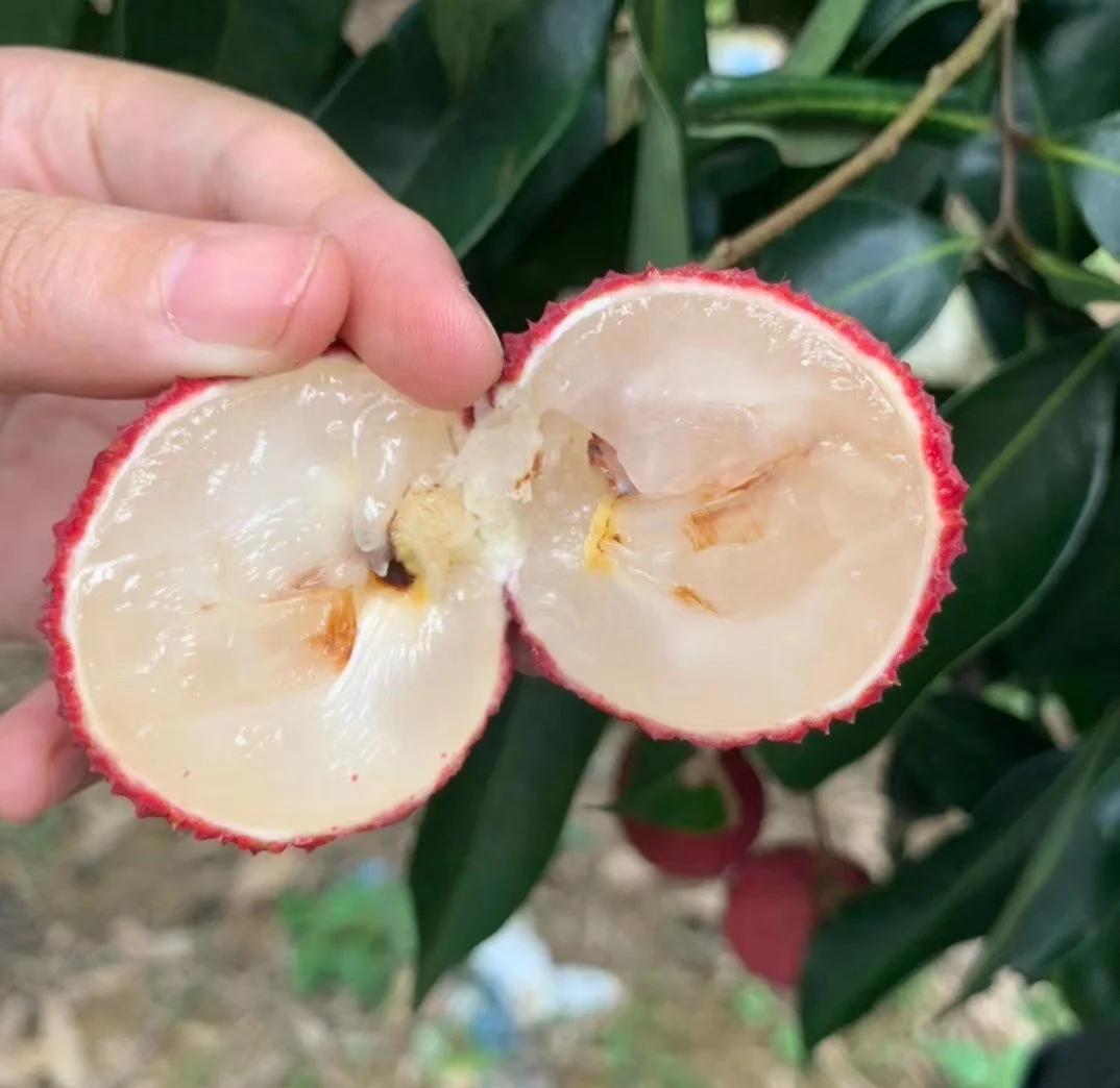 海南無核荔枝:70%的獨特美味