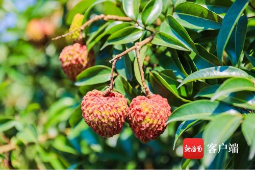 今年海口秀英火山荔枝預(yù)計產(chǎn)量3000萬斤 首批熟果預(yù)計5月25日上市