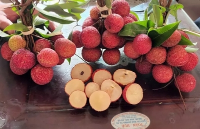 越南無核荔枝將于明年開始上市