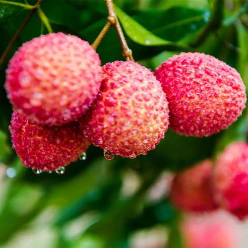 甜過初戀 無核不上火 下單陸僑無核荔枝,把最珍貴的果品帶回家