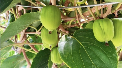 無核荔枝、不吐皮的獼猴桃&hellip;這些水果是來報恩的吧!