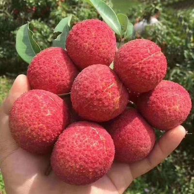 澄邁無核荔枝批發 海南?？谛阌^優質無核荔枝解析