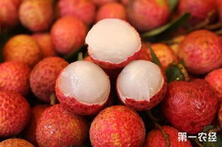 早熟無核荔枝搶占市場先機，海南特色水果再創佳績