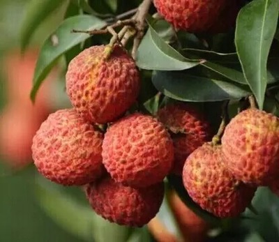 荔枝選購指南與十大熱門品種解析 無核荔枝亮點何在？