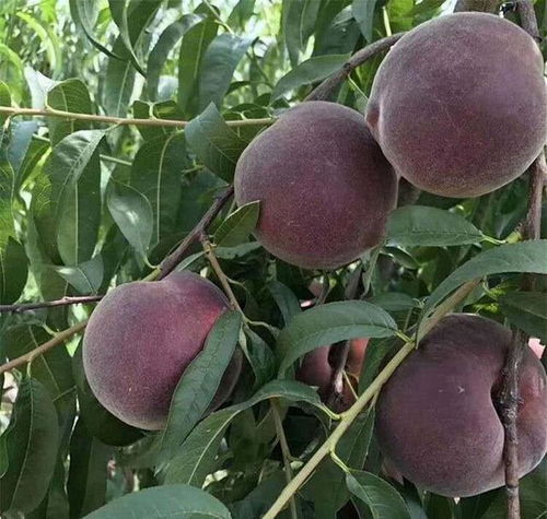 無(wú)核荔枝 庭院佳果，能種多少就種多少