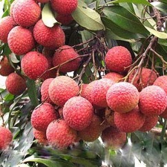 玉林無(wú)核荔枝苗 現(xiàn)代農(nóng)業(yè)的香甜革命