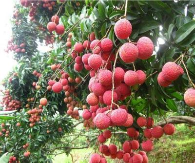 無(wú)核荔枝 靈山荔枝之鄉(xiāng)的珍貴樹(shù)苗