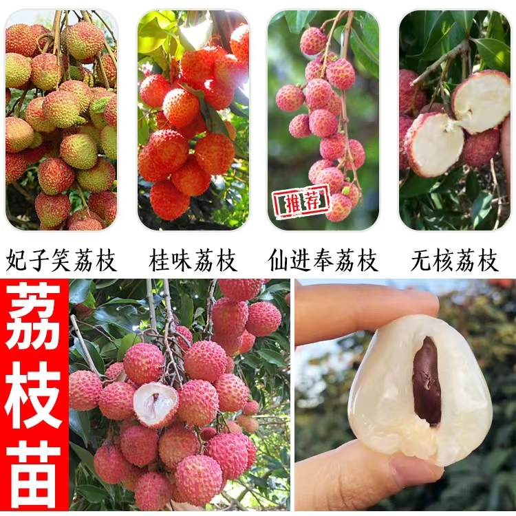 嫁接無(wú)核桂味與妃子笑荔枝 廣西優(yōu)質(zhì)大苗栽培指南