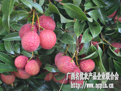 無(wú)核荔枝迎豐收，廣西名優(yōu)農(nóng)產(chǎn)品企業(yè)聯(lián)合會(huì)赴靈山專(zhuān)題調(diào)研