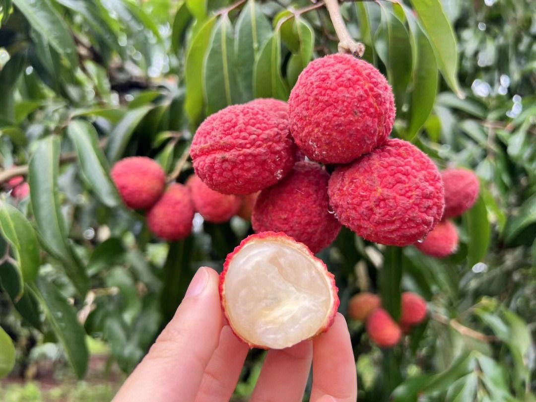 無(wú)核荔枝品鮮季 甜蜜來(lái)襲，你嘗到了嗎？