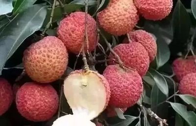 無(wú)核荔枝 水果界新晉“網(wǎng)紅”的崛起與商業(yè)潛力