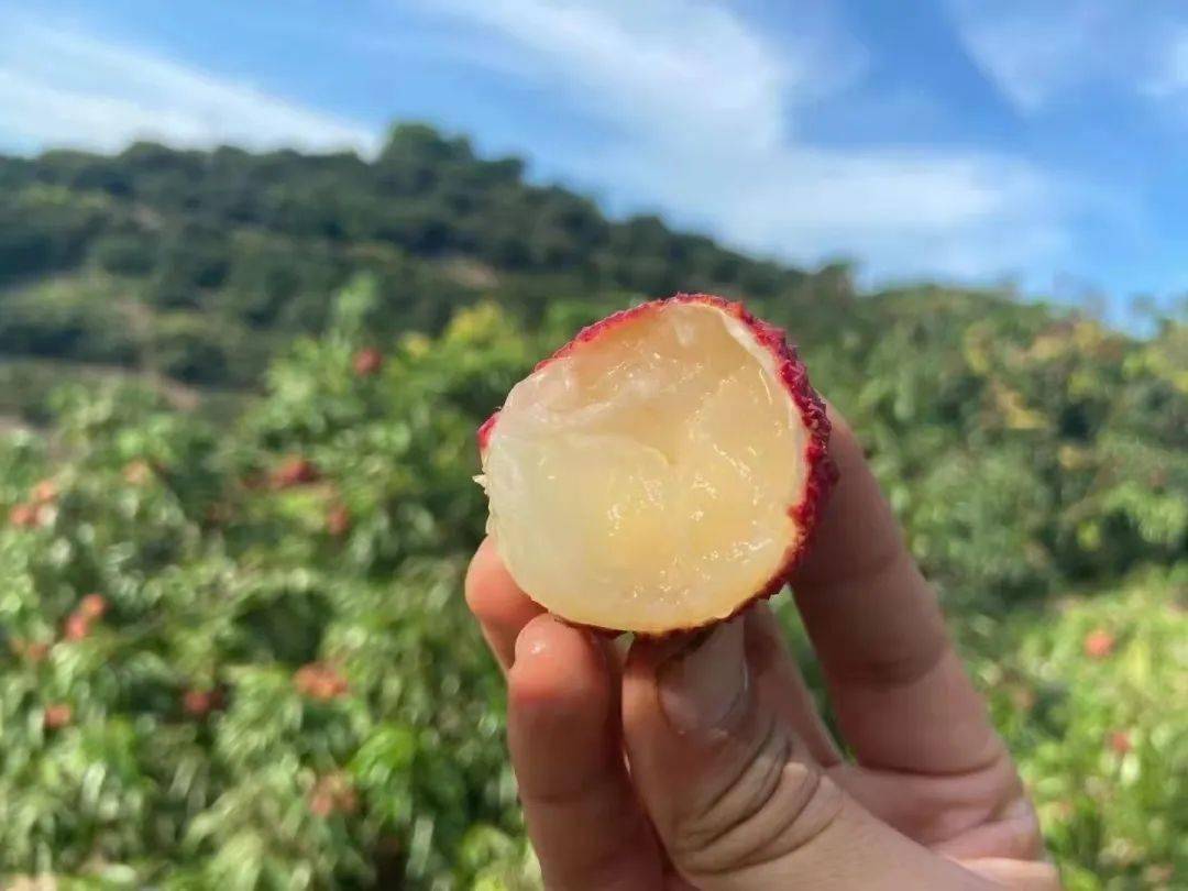 靈山桂味無(wú)核荔枝 百年老樹(shù)饋贈(zèng)的爆汁清甜