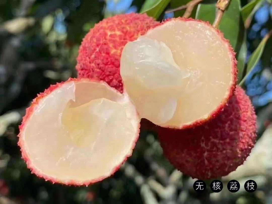 海南水果知多少？一顆顛覆認(rèn)知的“無核荔枝”